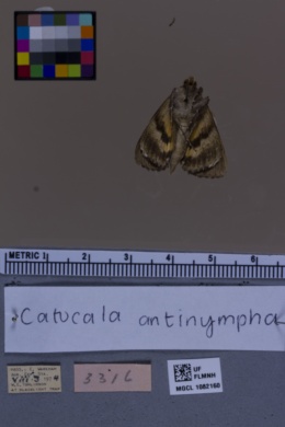 Catocala antinympha image