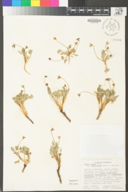 Viola purpurea subsp. mohavensis image