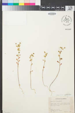 Image of Euphorbia spathulata