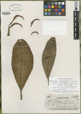 Image of Cyanea lanceolata