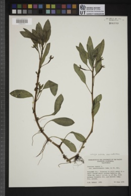 Ludwigia peploides subsp. montevidensis image