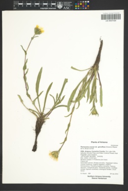 Pyrrocoma crocea var. genuflexa image