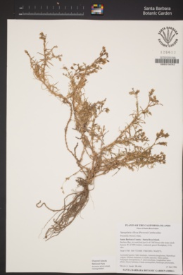 Spergularia villosa image