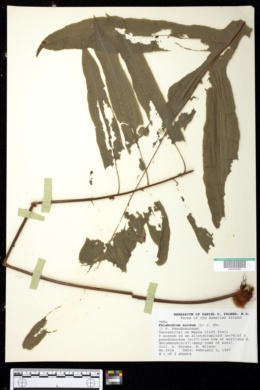 Image of Phlebodium aureum