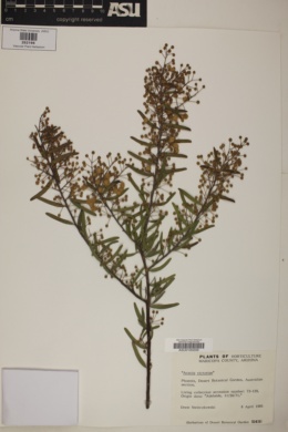 Acacia victoriae image