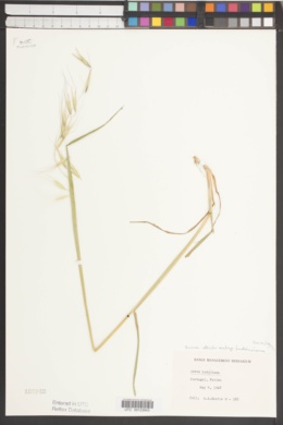 Avena sterilis subsp. ludoviciana image