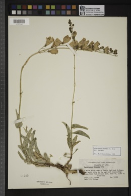 Penstemon palmeri subsp. palmeri image