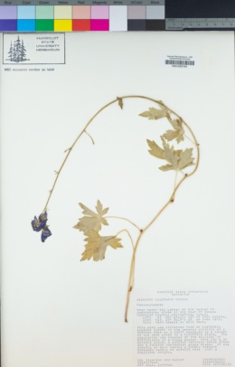 Aconitum columbianum subsp. viviparum image