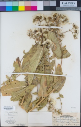 Acourtia microcephala image