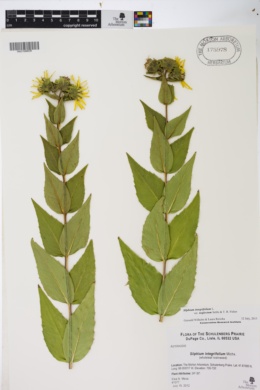Silphium integrifolium var. neglectum image