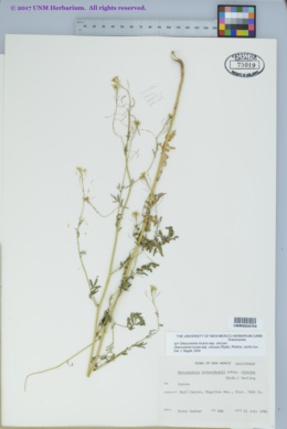 Descurainia incana subsp. viscosa image