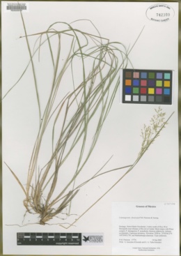 Image of Calamagrostis divaricata