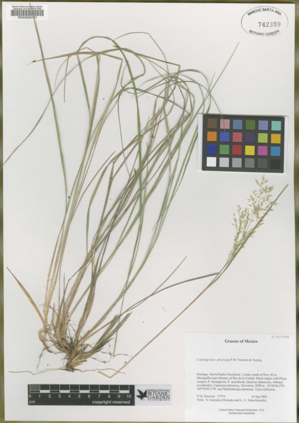 Calamagrostis divaricata image