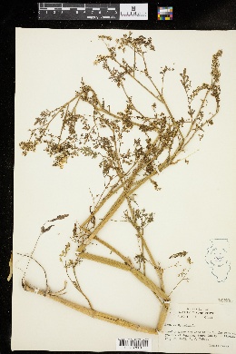 Aethusa cynapium image