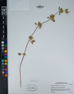 Image of Acanthomintha ilicifolia