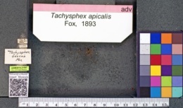 Tachysphex apicalis image