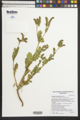 Phacelia anelsonii image