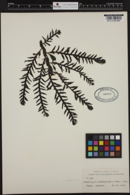 Carpophyllum maschalocarpum image