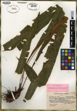 Elaphoglossum craspedotum image