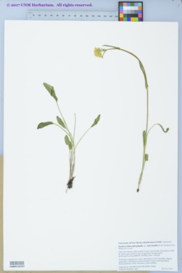 Packera dimorphophylla var. intermedia image