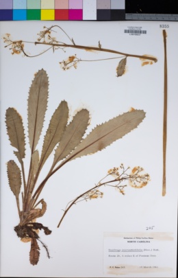 Image of Micranthes micranthidifolia