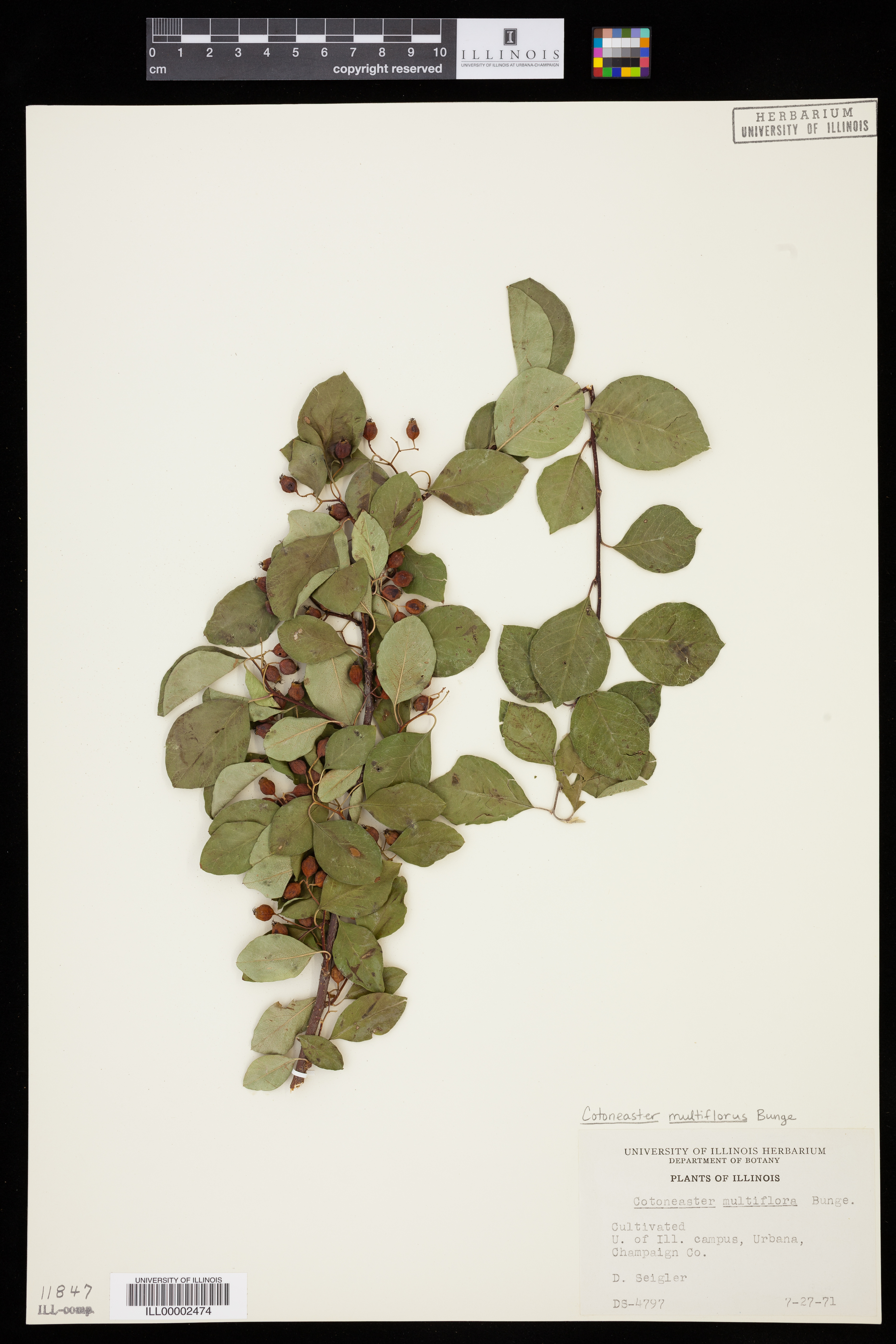 Image of Cotoneaster multiflora