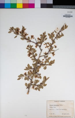 Prunus subcordata image