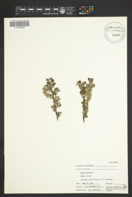 Image of Salix aurita