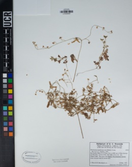 Pholistoma membranaceum image