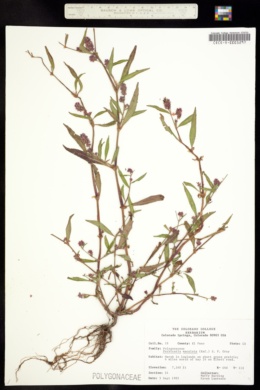 Persicaria maculata image