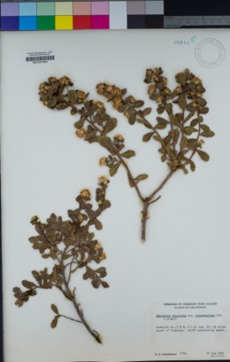 Baccharis pilularis subsp. consanguinea image
