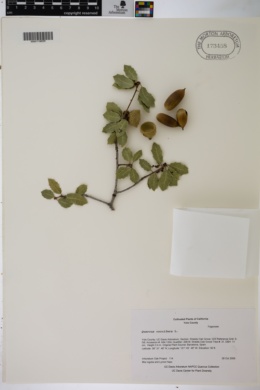 Quercus coccifera image