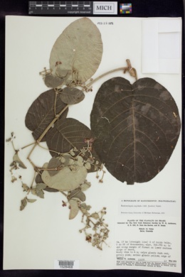Banisteriopsis oxyclada image