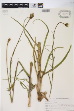 Tragopogon pratensis image