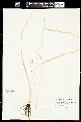 Phalaris truncata image
