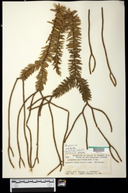 Huperzia phyllantha image