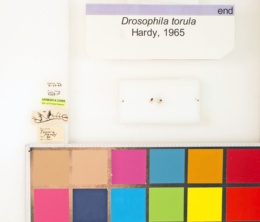 Drosophila torula image