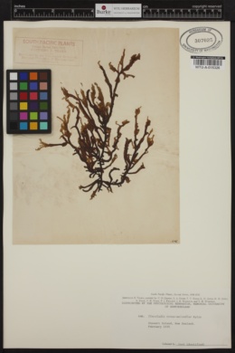 Tinocladia novae-zelandiae image