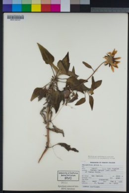 Helianthus annuus image