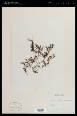 Sargassum natans image