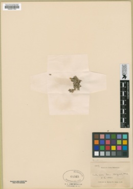 Penstemon grinnellii var. scrophularioides image