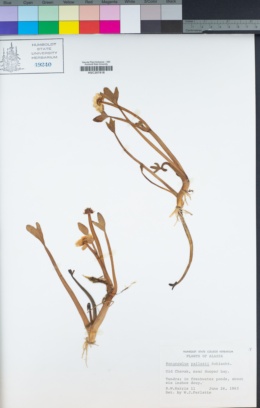 Image of Ranunculus pallasii