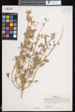 Lupinus vallicola subsp. apricus image