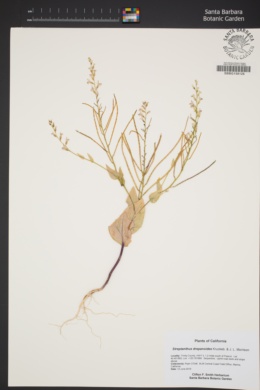 Streptanthus drepanoides image
