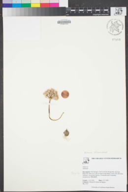 Image of Allium atrorubens