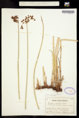 Schoenoplectus lacustris image