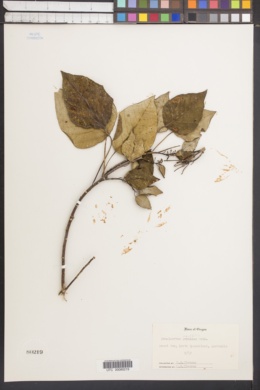 Homalanthus populifolius image