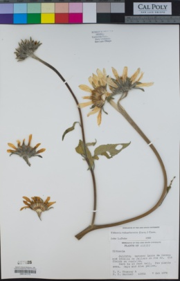 Tithonia tubaeformis image