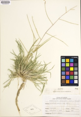 Muhlenbergia paniculata image