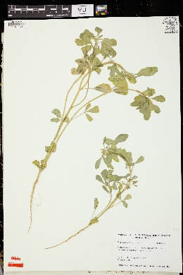 Trigonella foenum-graecum image